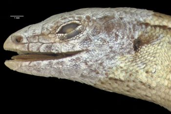 Media type: image;   Herpetology R-112262 Aspect: head lateral